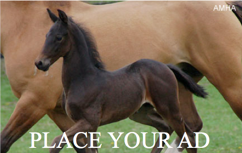 morgan.myhorseforsale.com