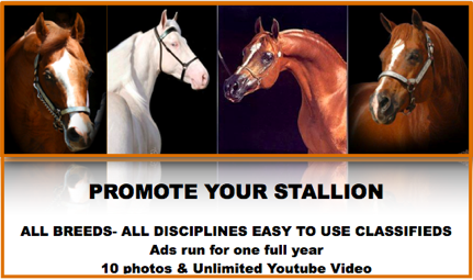 Promote your Stallion