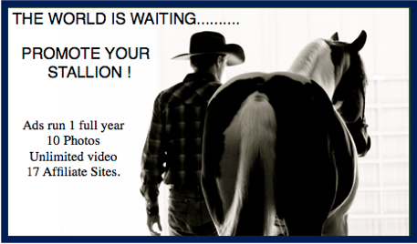 Promote your Stallion